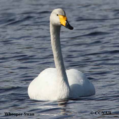 Whooper Swan