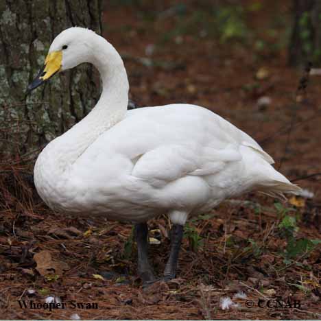 Whooper Swan