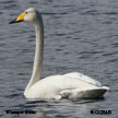 Whooper Swan range map