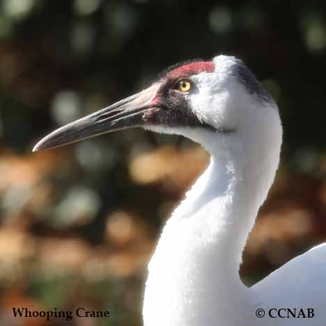 Whooping Crane