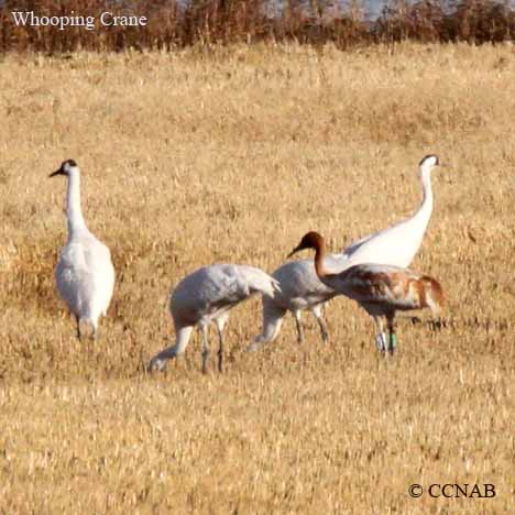 Whooping Crane