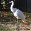 Whooping Crane range map