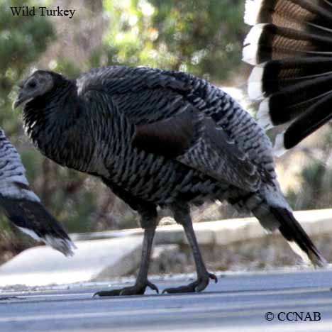 Wild Turkey