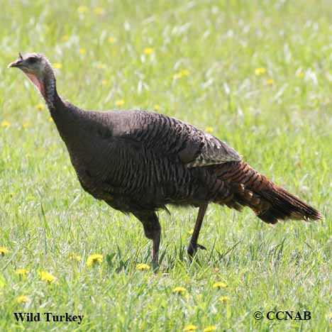 young male turkey