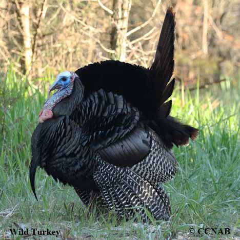 Wild Turkey