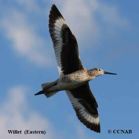 Willet (Eastern) 