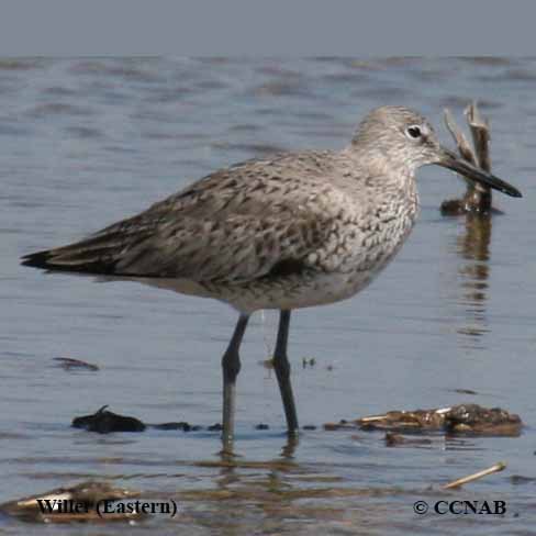 Willet (Eastern) 