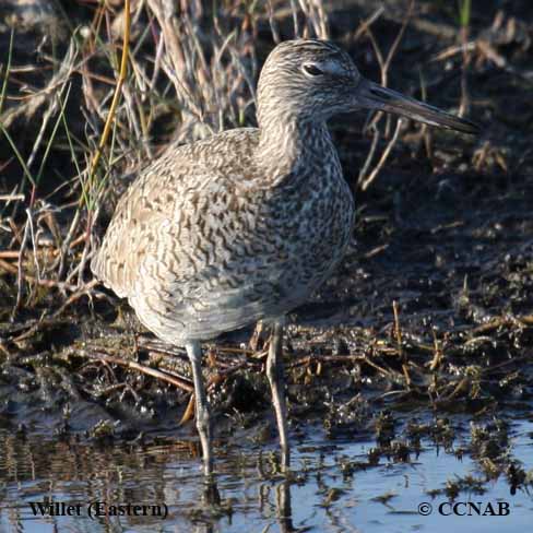 North American Willets