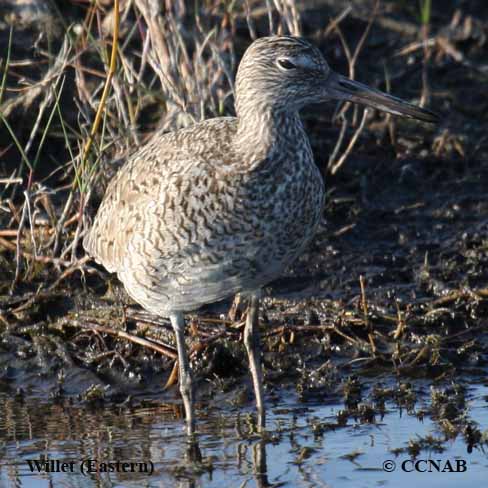 Willet (Eastern) 