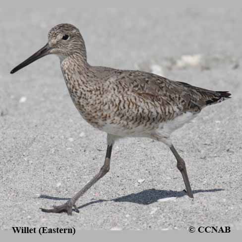 Willet (Eastern) 