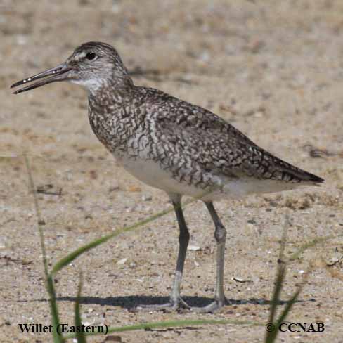 Birds of North America