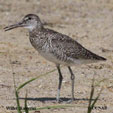 Willet (Eastern) range map