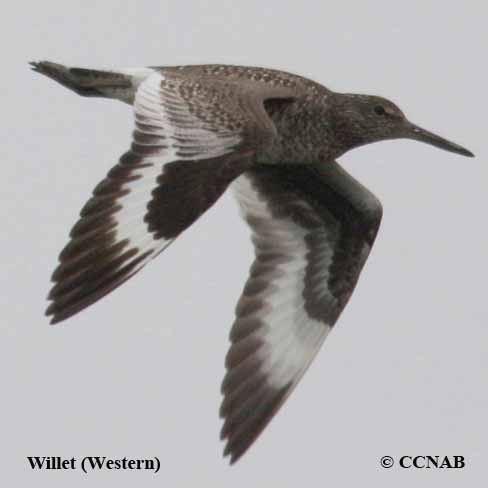 Willet (Western) 