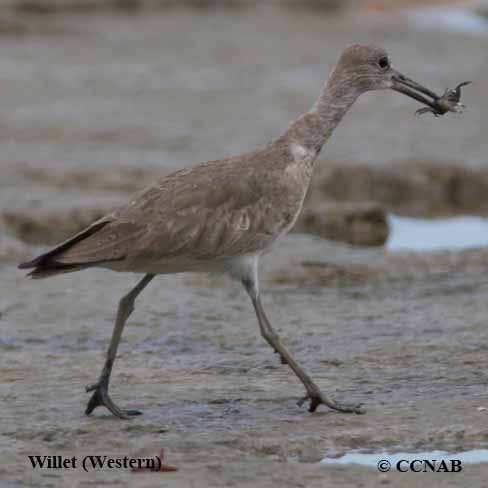 Willet (Western) 