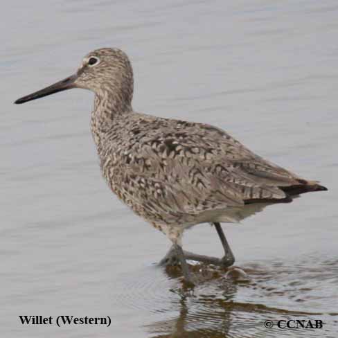 Willet (Western) 