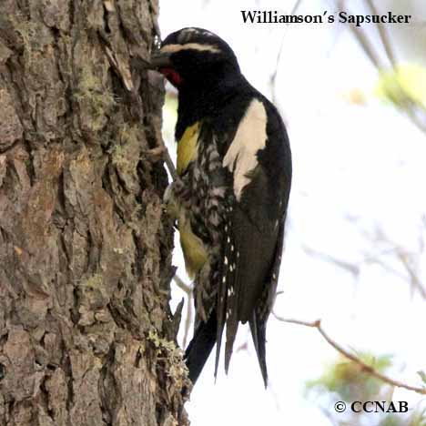 Williamson's Sapsucker