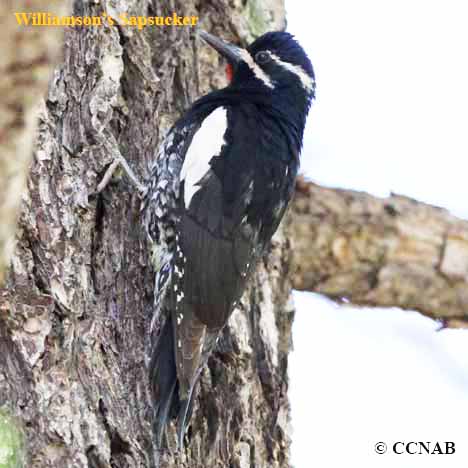 Birds of North America