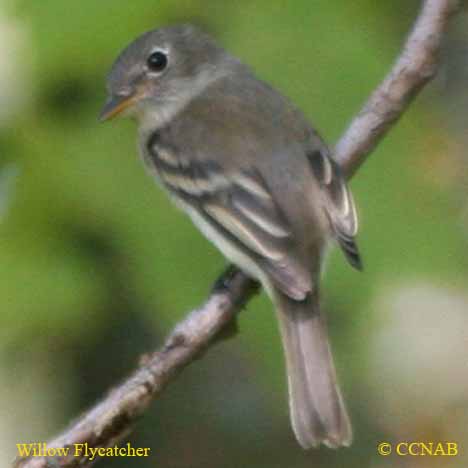 Willow Flycatcher