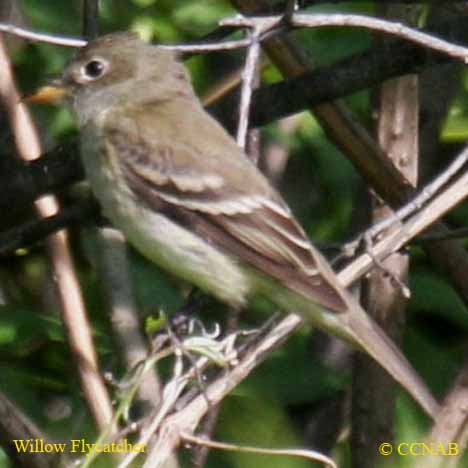 Willow Flycatcher