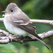 Willow Flycatcher range map