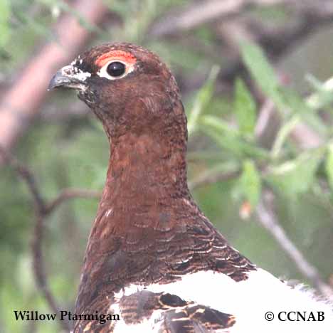 Willow Ptarmigan