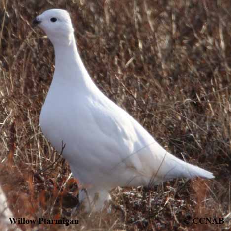 Willow Ptarmigan