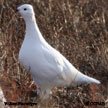 Willow Ptarmigan range map