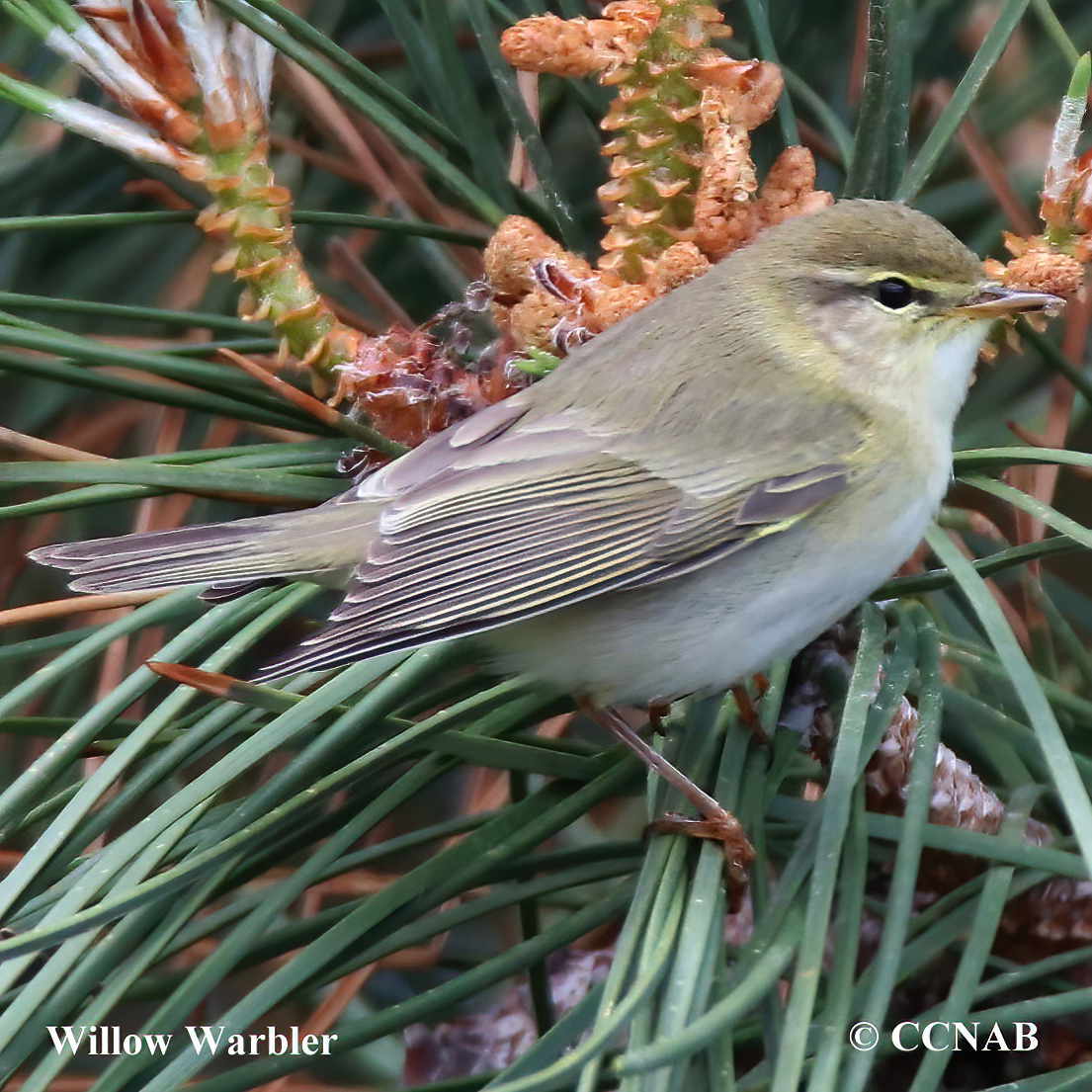 Willow Warbler