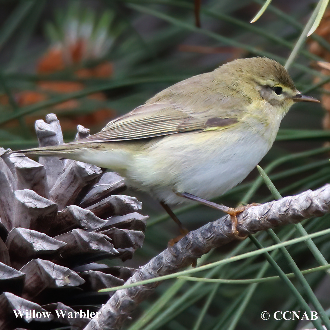 Willow Warbler