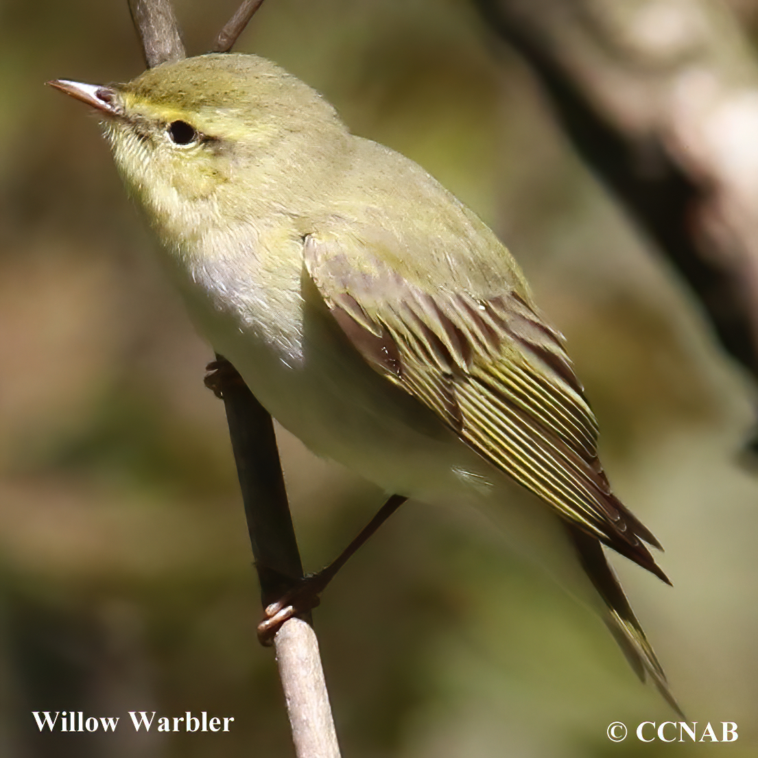 Willow Warbler