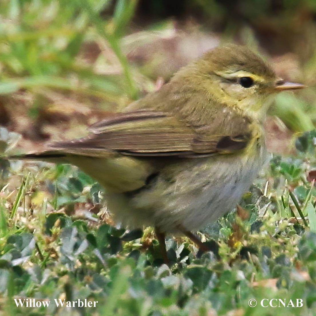 Willow Warbler