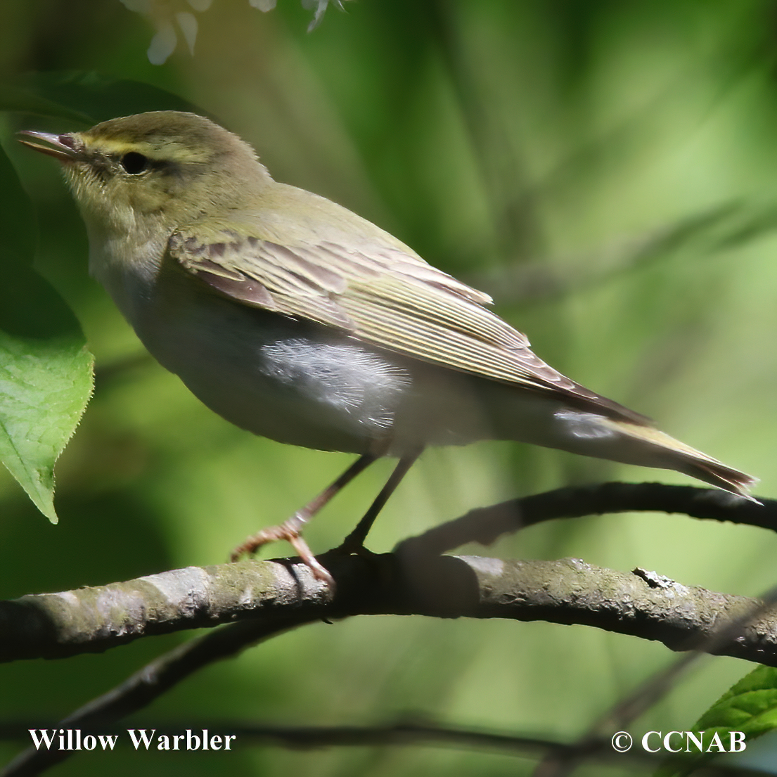 Birds of North America