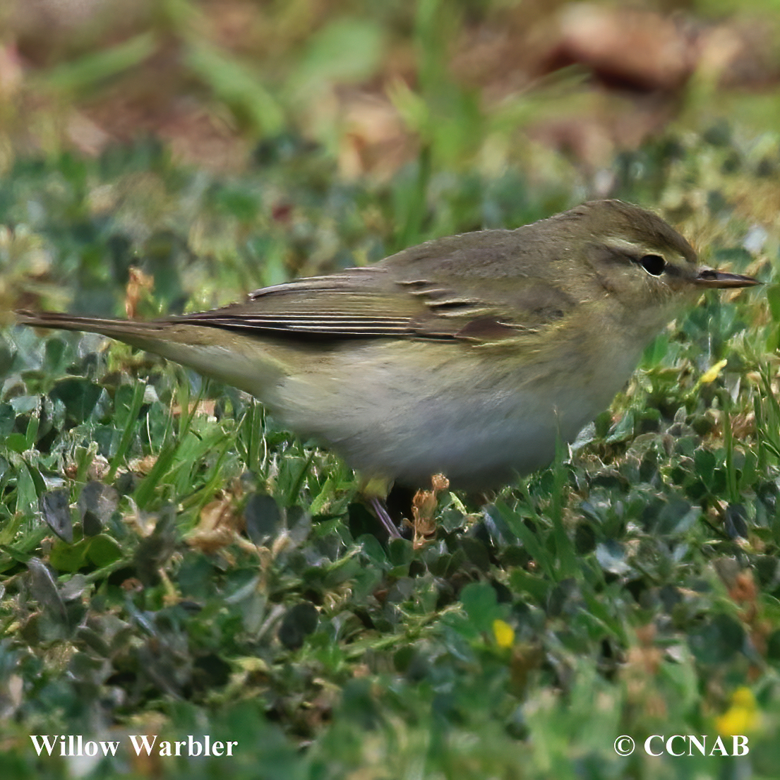 Willow Warbler