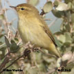 Willow Warbler range map