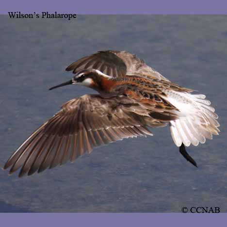 Wilson's Phalarope