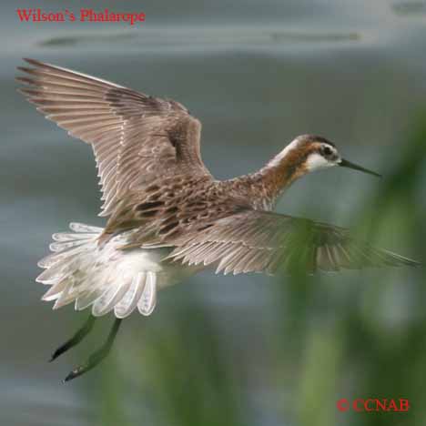 Wilson's Phalarope