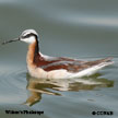 Wilson's Phalarope range map