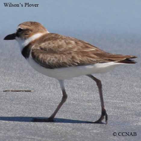 Wilson's Plover