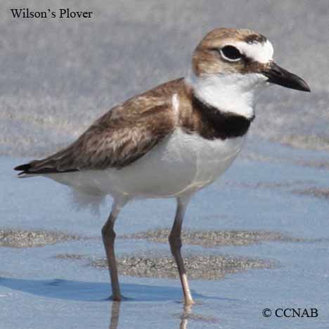 Wilson's Plover