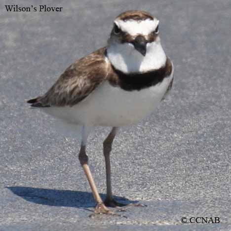 Wilson's Plover