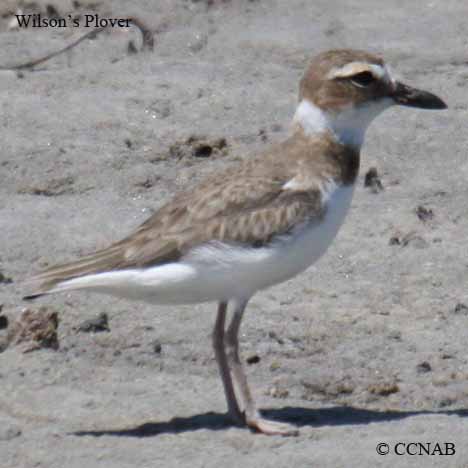 Wilson's Plover