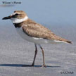 Wilson's Plover range map