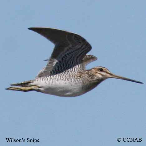 Wilson's Snipe