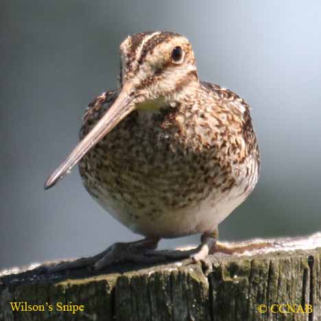 Wilson's Snipe