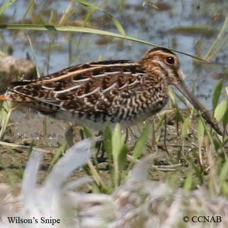 Wilson's Snipe