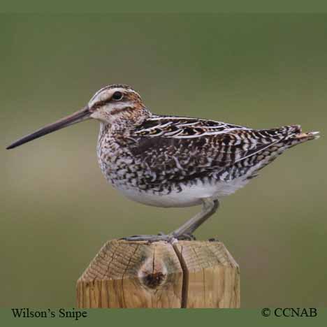 Wilson's Snipe