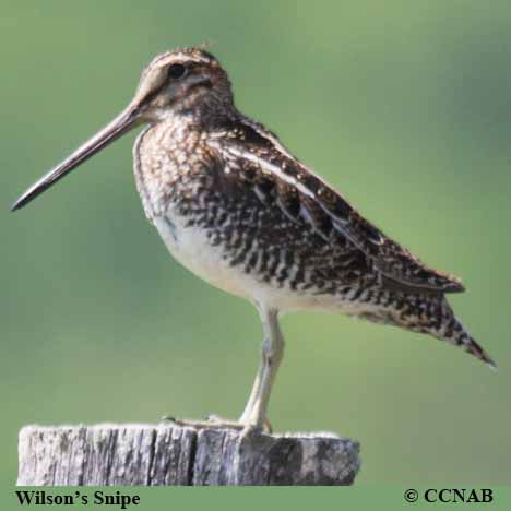 Birds of North America