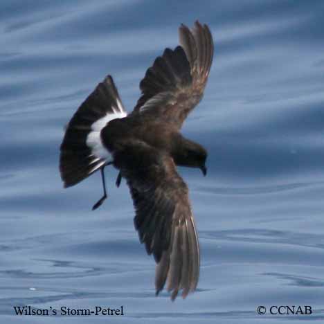 Wilson's Storm-Petrel