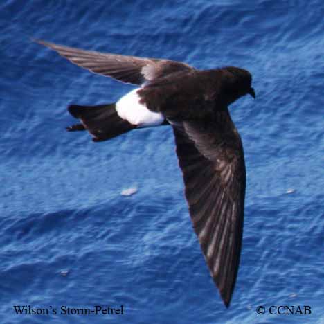 Wilson's Storm-Petrel