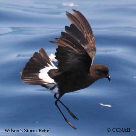 Wilson's Storm-Petrel